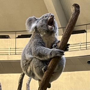 じゅん